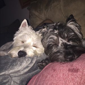 Meet your Posher, Abby